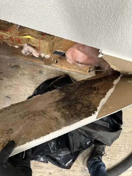 Mold growing on the back of a wet sheet of drywall pulled from a wall
